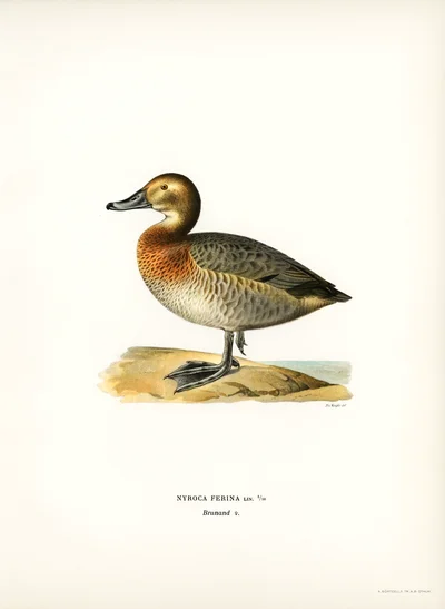 Illustration of a Female Common Pochard (Nyroca ferina)