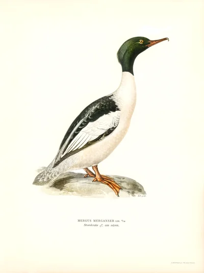 Common Merganser (Mergus merganser)
