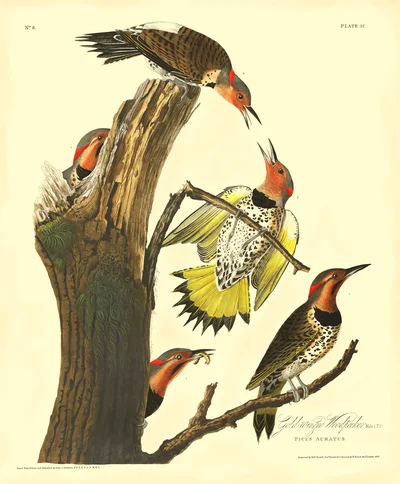 Gold-winged Woodpecker (Northern Flicker)