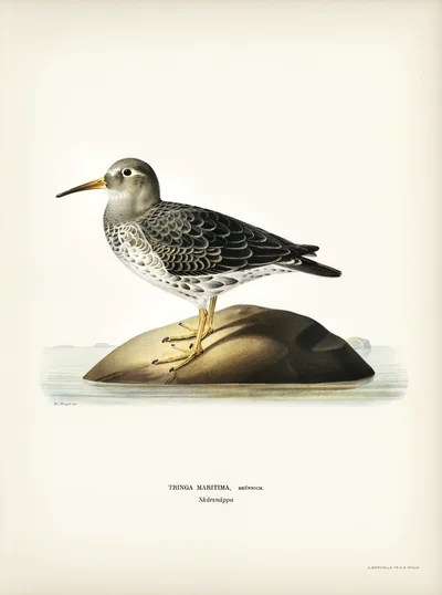 Purple Sandpiper (Tringa Maritima)
