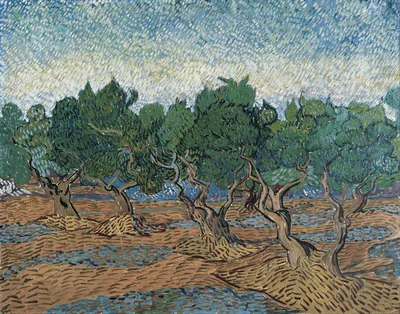 Olive Grove