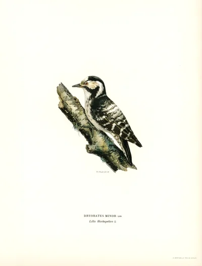 Lesser Spotted Woodpecker (female)