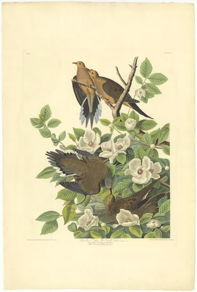 Carolina Turtle Dove (Columba Carolinensis)