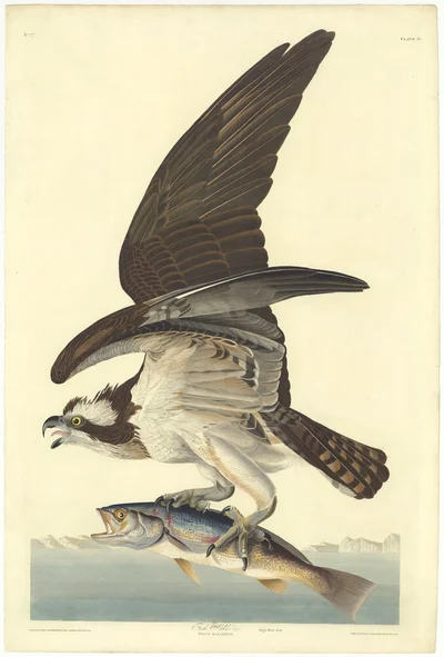 Osprey