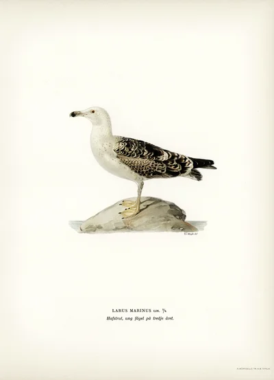 Larus Marinus (Great Black-backed Gull), Young Bird in Its Third Year