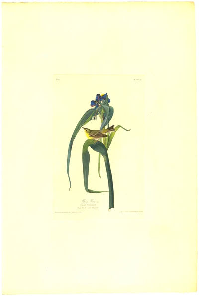 Swainson's Warbler (Plate 30)