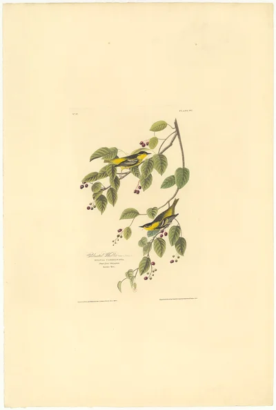 Carbonated Warbler (Sylvia Carbonata)