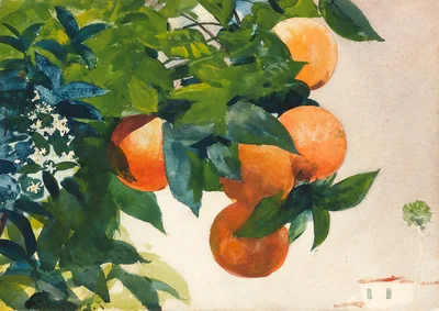 Oranges on a branch
