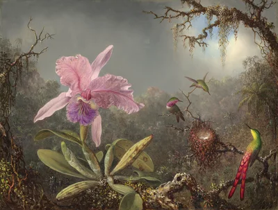 Cattleya Orchid and Three Hummingbirds