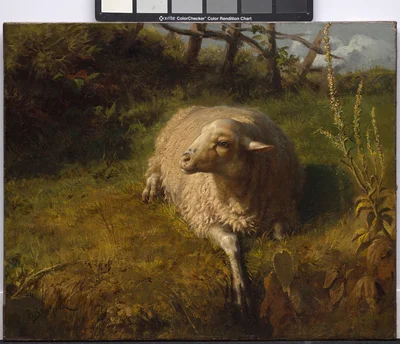 A Sheep at Rest
