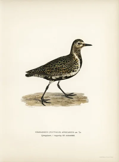 European Golden Plover (Pluvialis apricaria), moulting into winter plumage