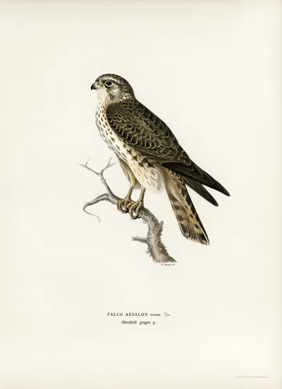Merlin Falcon (Falco aesalon) juvenile female