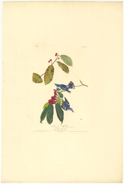 Prothonotary Warbler (Sylvia Azurea), Plate 48