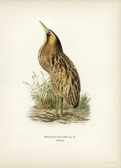 Botaurus Stellaris (Eurasian Bittern)