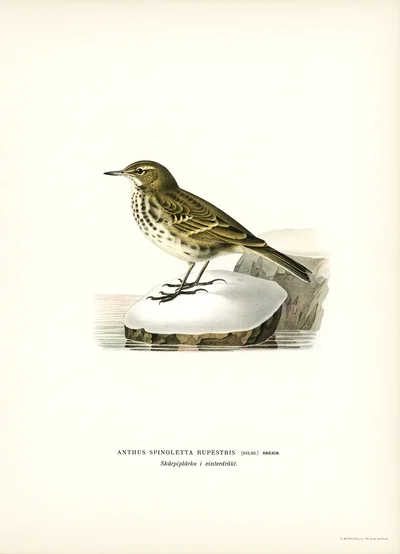 Rock Pipit (Anthus Spinoletta Rupestris) in Winter Plumage