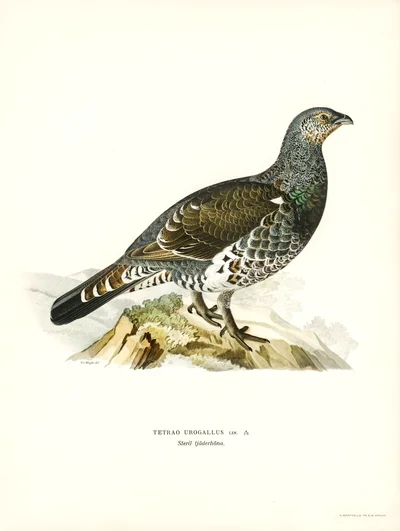 Capercaillie (Tetrao Urogallus)