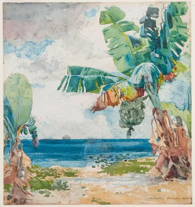 Banana Tree, Nassau