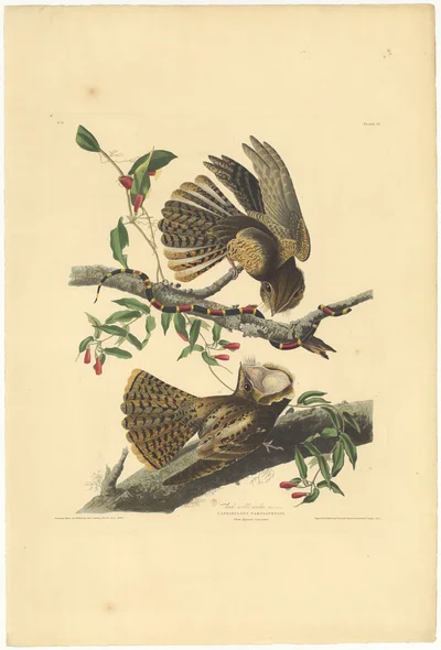 Chuck-will's-widow. Male 1. F. 2.