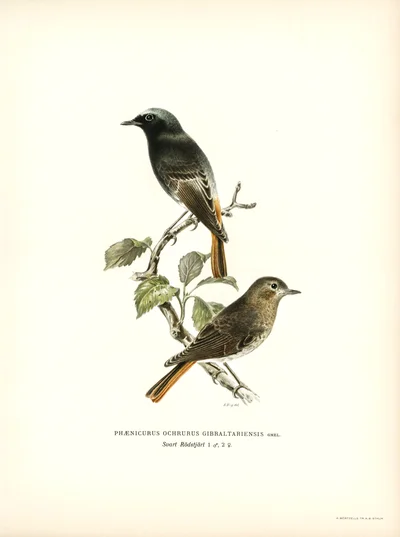 Two Black Redstarts (Phaenicurus Ochruros Gibraltaraiensis)