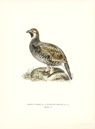 Hazel Grouse (Tetrastes bonasia)