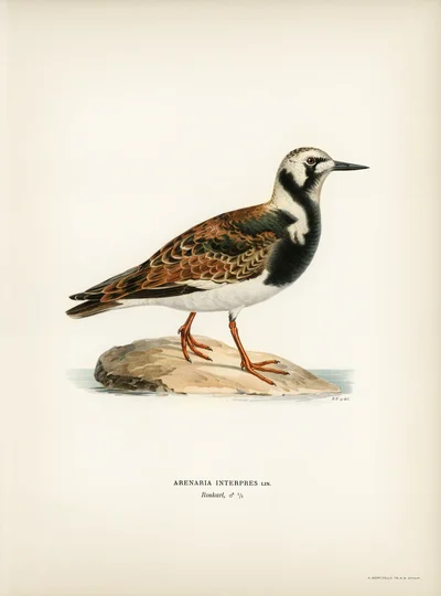 Ruddy Turnstone (Arenaria interpres)