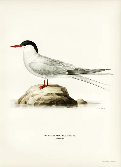 Arctic Tern (Sterna paradisaea)
