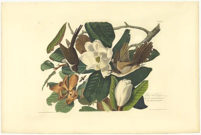 Black-billed Cuckoo (Coccyzus erythropthalmus) and Great Magnolia (Magnolia grandiflora), Plate 32