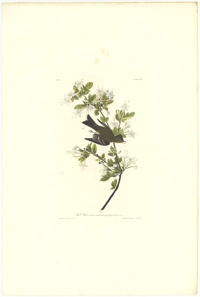 Wood Pewee (Muscicapa Virens)