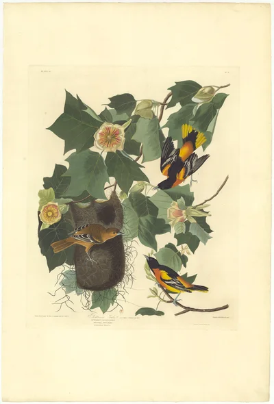 Baltimore Oriole