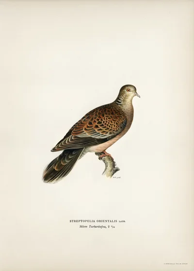 Oriental Turtle-Dove