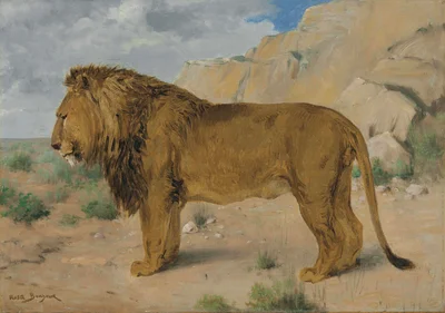 Study of a Lion