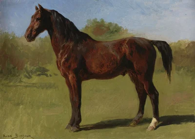 Study of a Brown Bay Horse