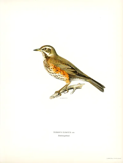 Redwing (Turdus iliacus)