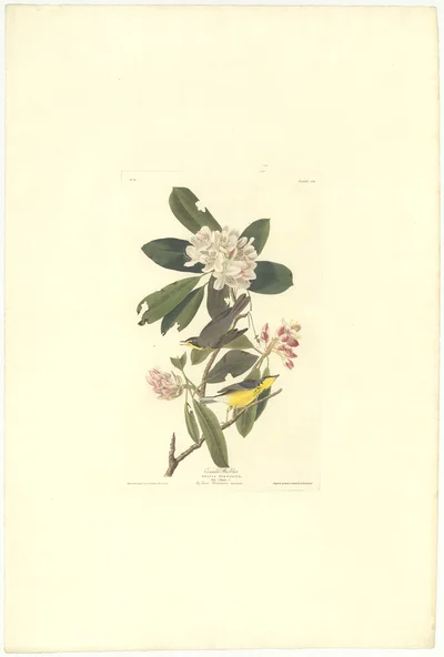 Canada Warbler (Sylvia pardalina), Plate CDLIII