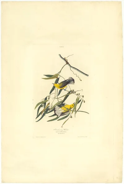 Prothonotary Warbler