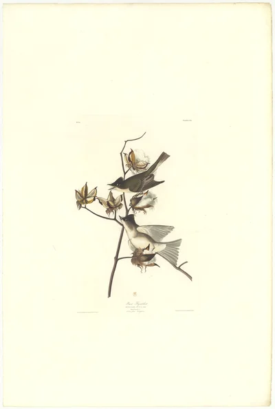 Bach's Flycatcher
