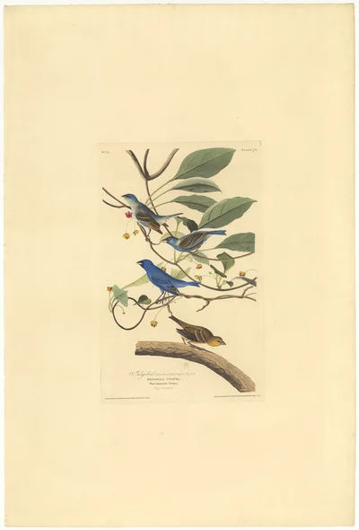 Indigo Bird