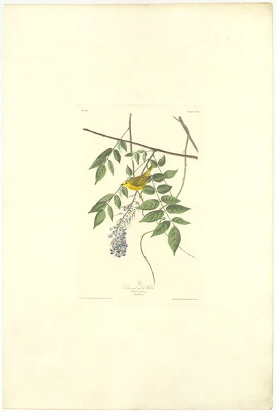Blue-eyed Yellow Warbler (Sylvia Aestiva), Plate 93