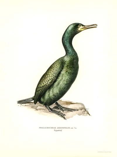 Phalacrocorax Aristotelis (European Shag)