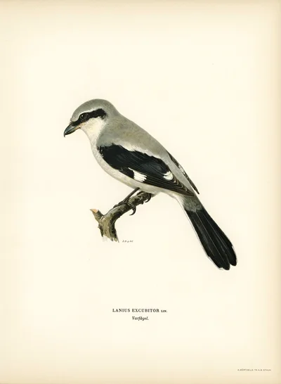 Great Grey Shrike (Lanius Excubitor)