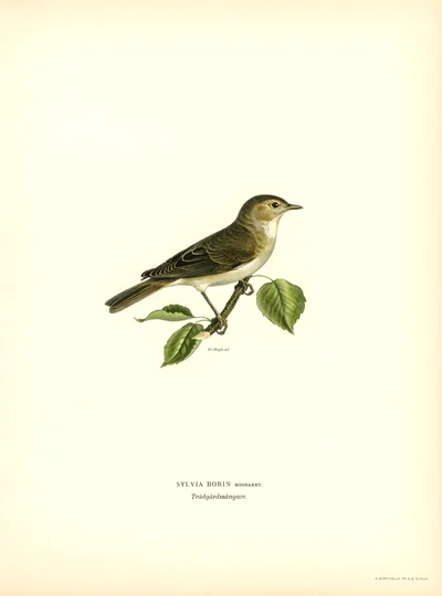 Garden Warbler (Sylvia borin)