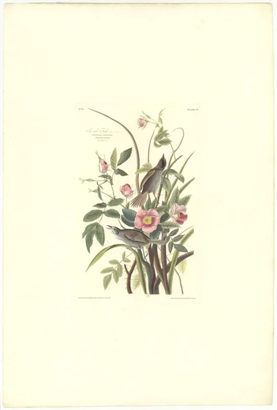 Sea-side Finch