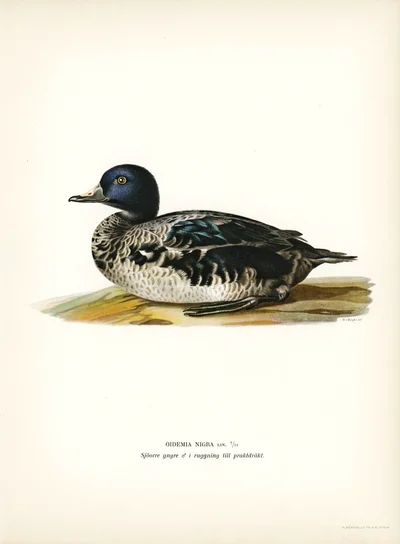 Common Scoter (Oidemia nigra)