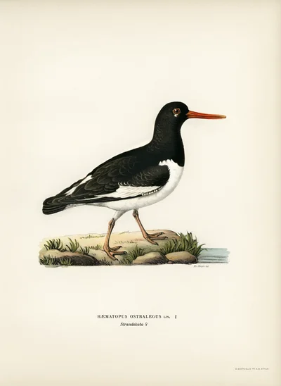 Eurasian Oystercatcher
