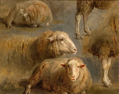 A Study of Sheep