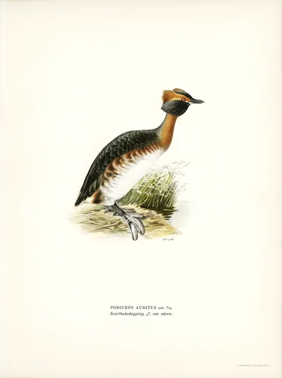 Horned Grebe