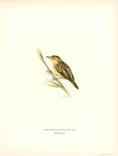 Aquatic Warbler (Acrocephalus aquaticus)