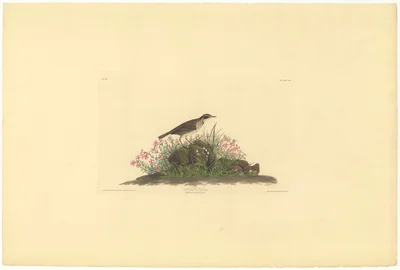 American Pipit (Anthus Ludovicianus) and Phlox Subulata