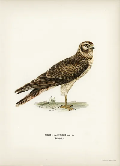 Steppe Harrier (Circus macrourus)