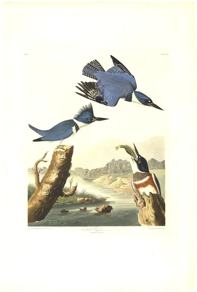 Belted Kingfisher